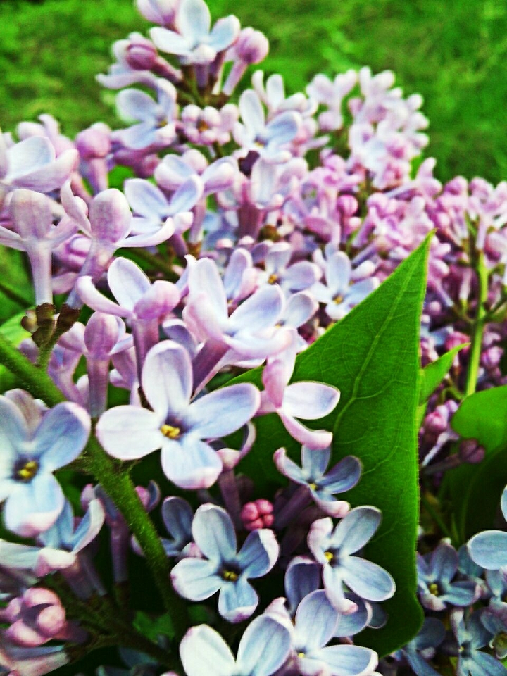 Lilac