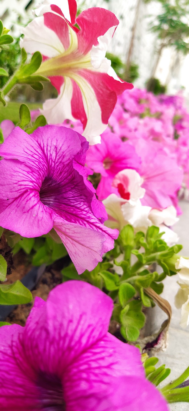 flower