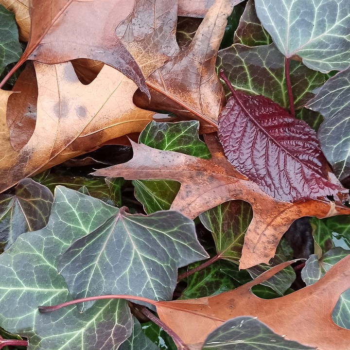 fall