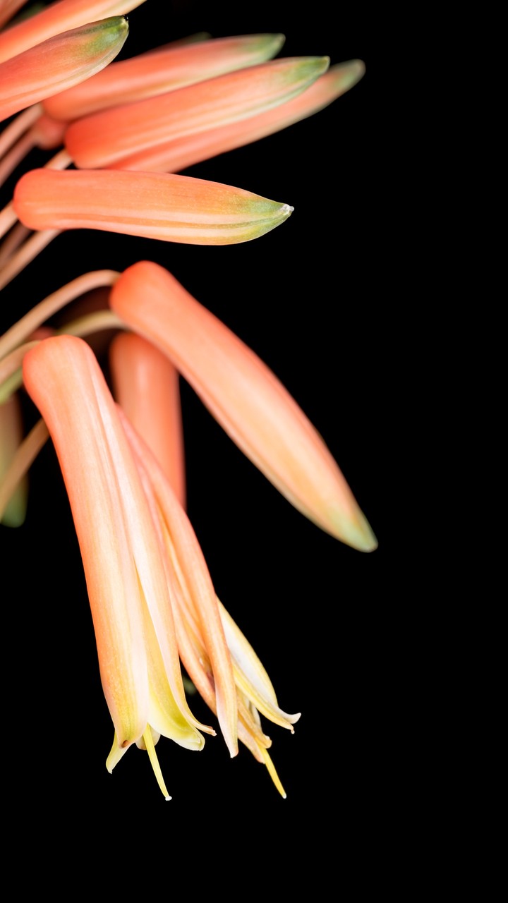 Orange Flowers