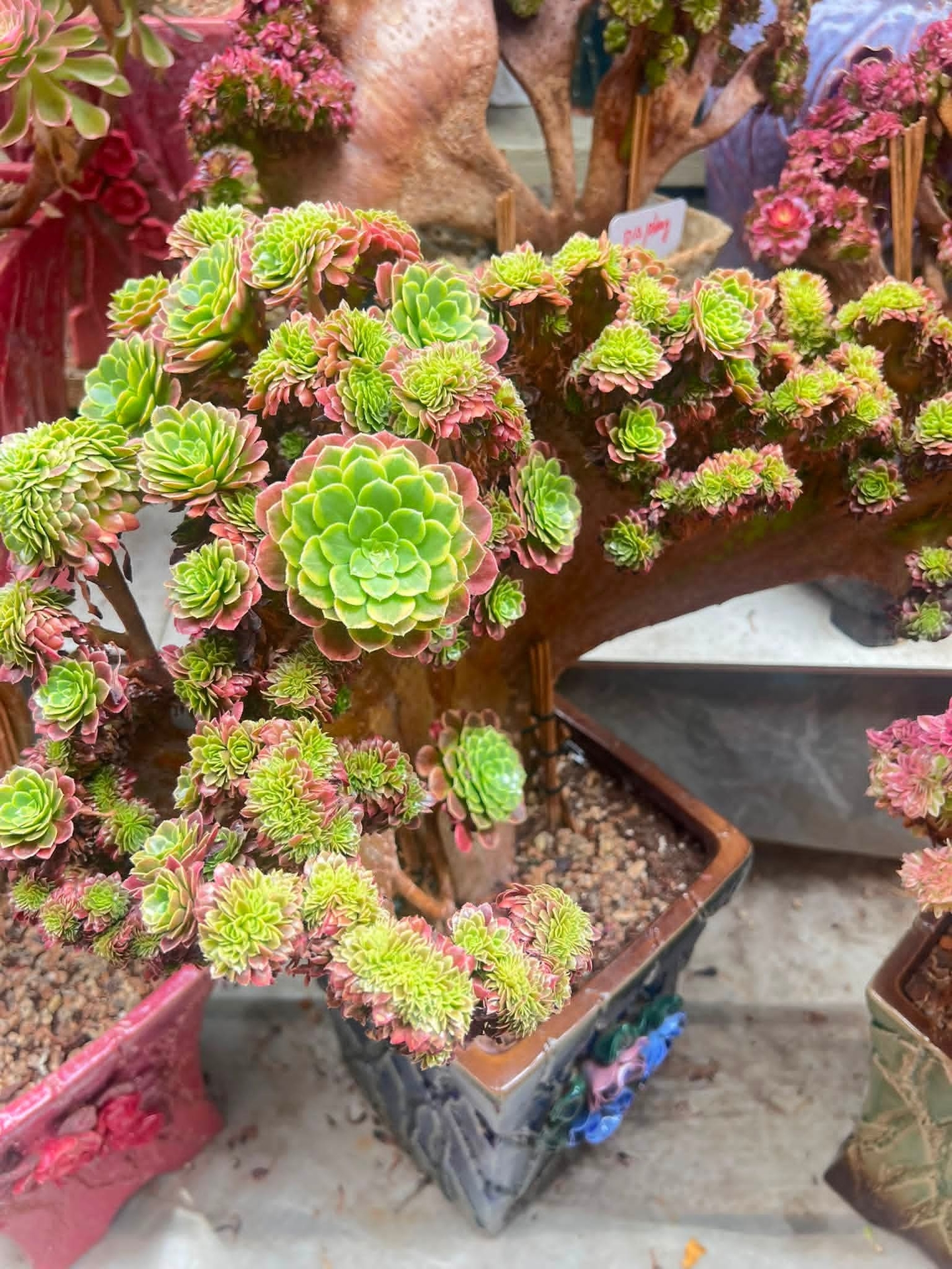 tapety houseplant, pink