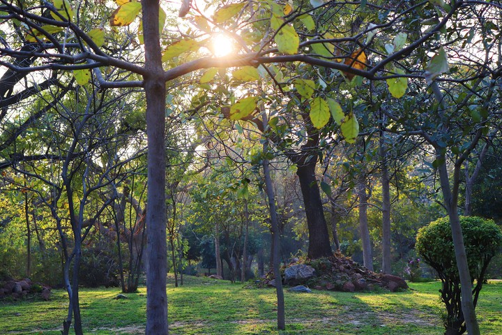 naturally green garden