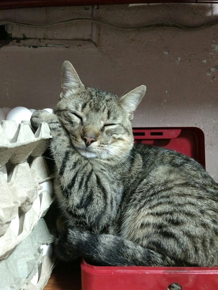Chillin Cat
