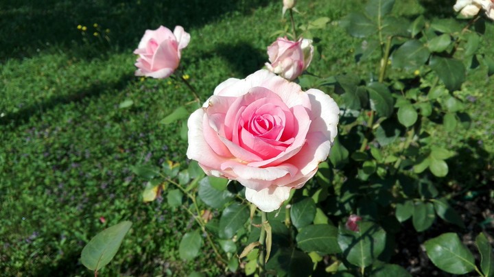 Una Rosa Rosa
