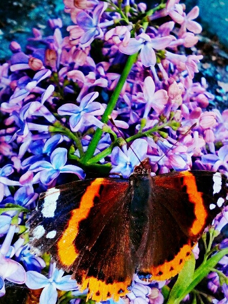 butterfly