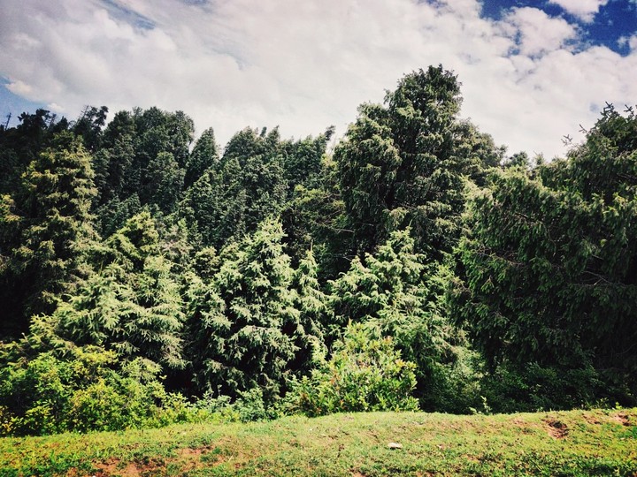 The silent green bushes tells us everything...