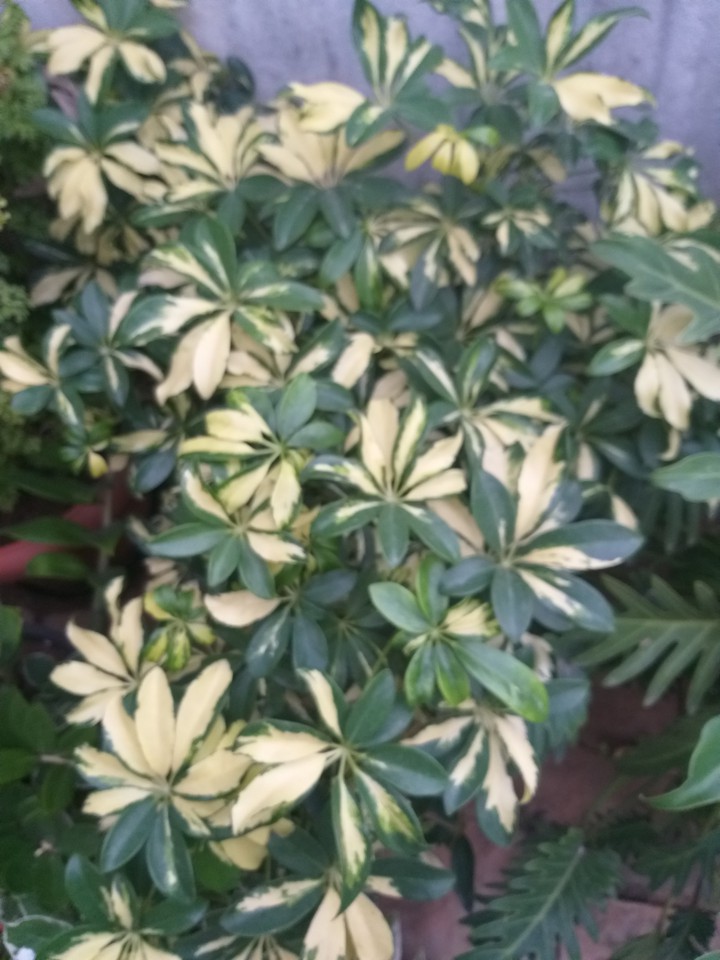 leaves ??