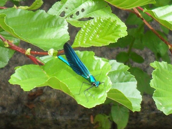 Blue Dragonfly