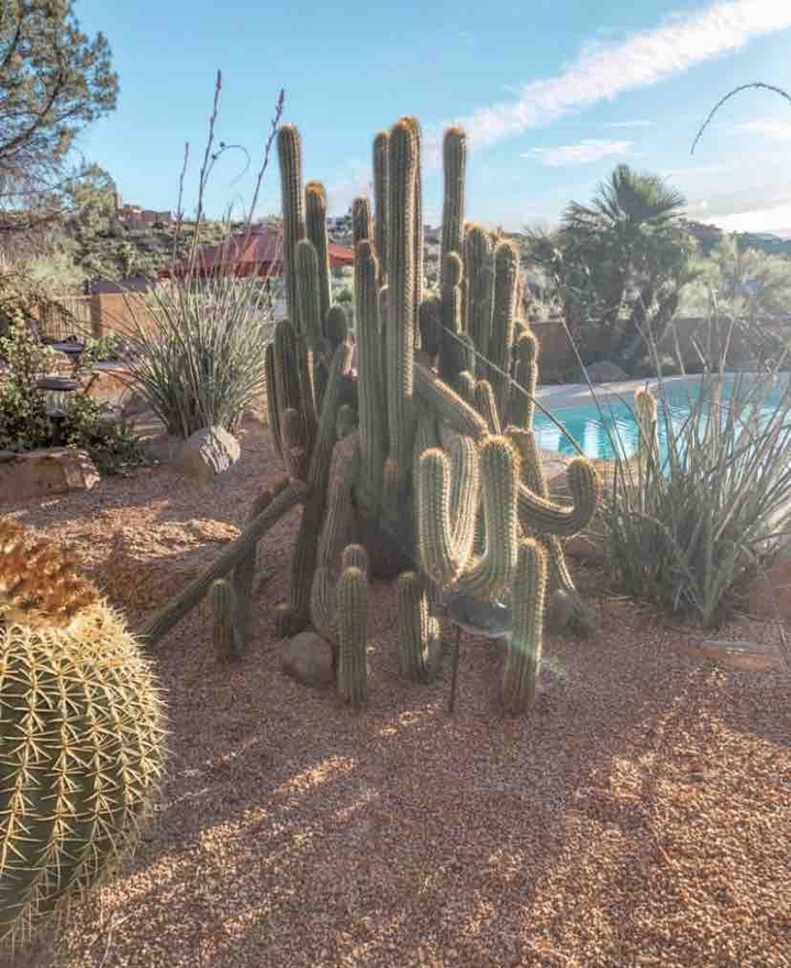 cactus plants