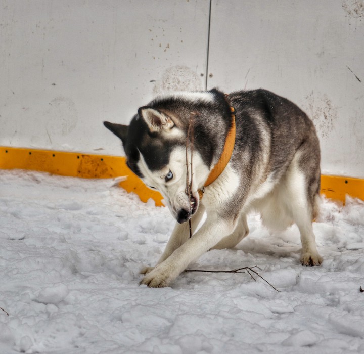 SIBIREN Hasky