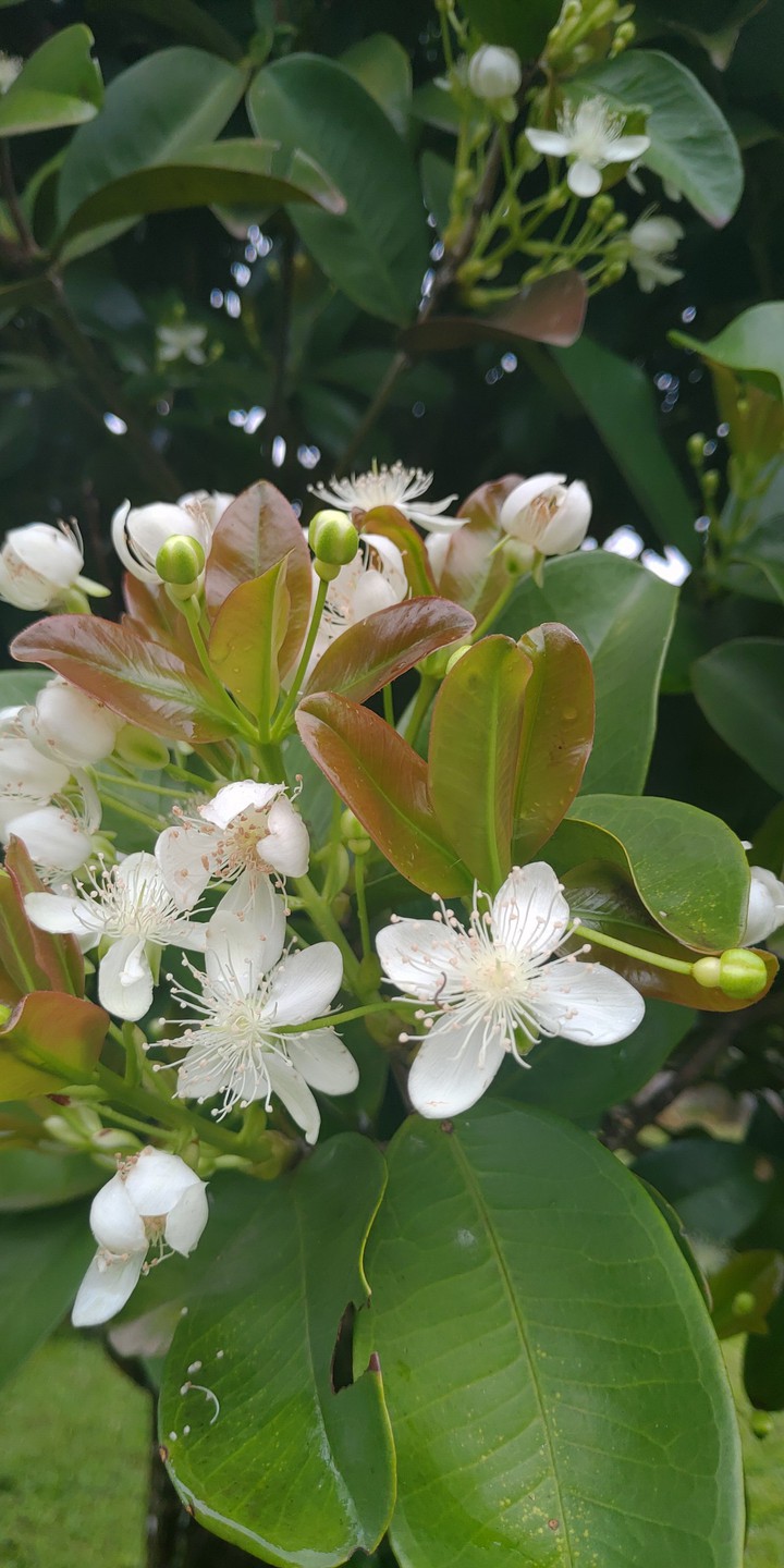flor da cerejeira