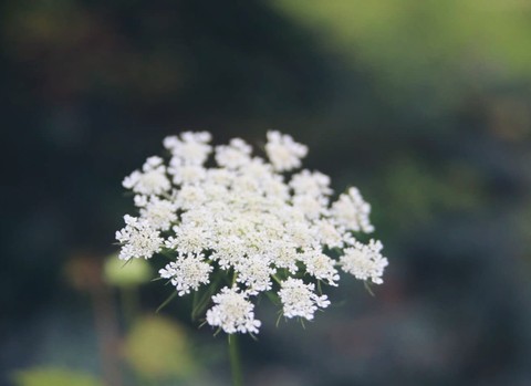 anthriscus, plant wallpapers