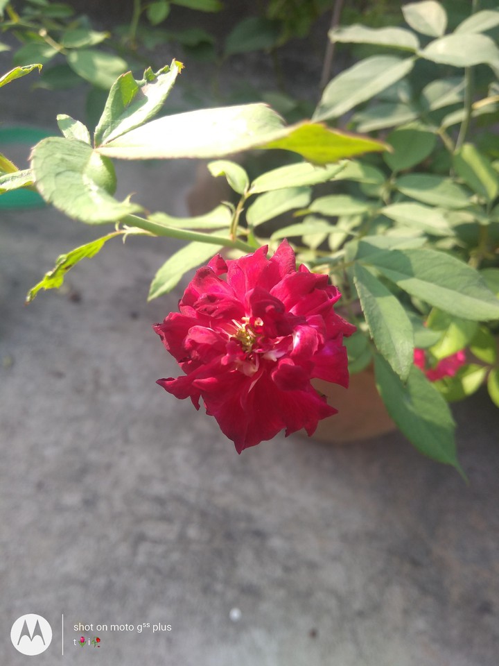 rose