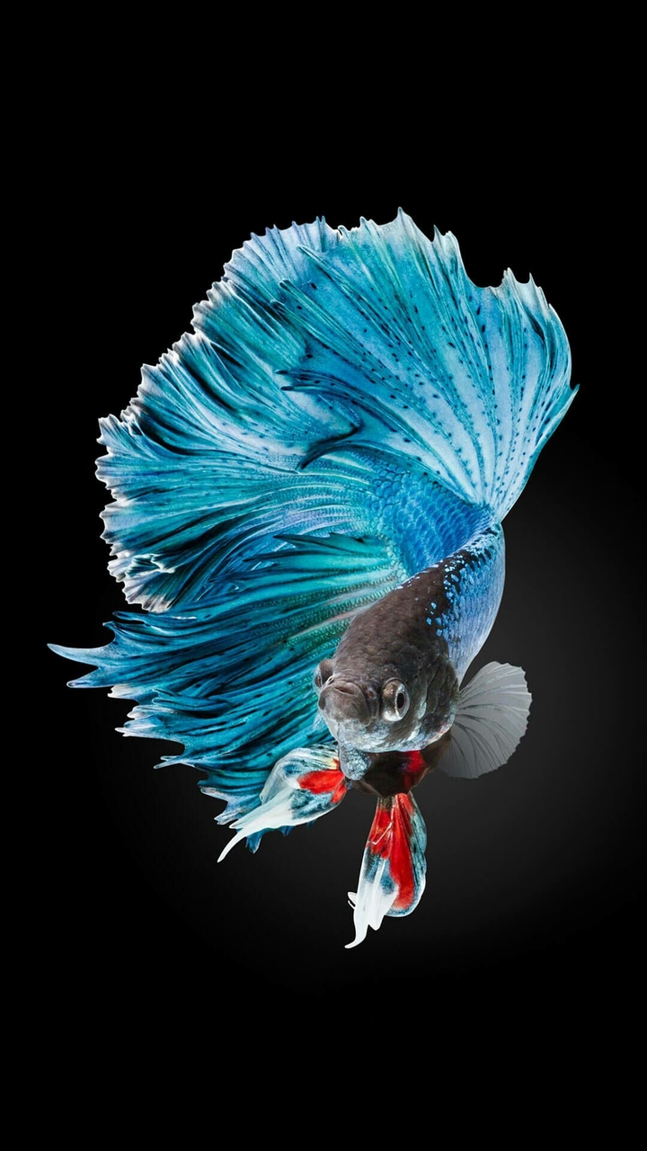Siamese fighting fish.