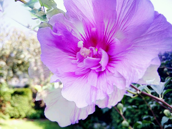 Pink flower