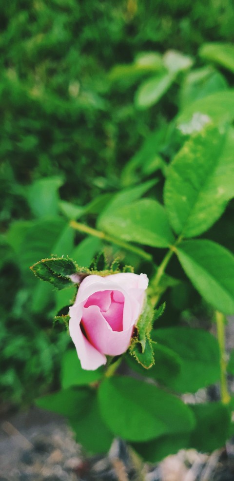 rose bud