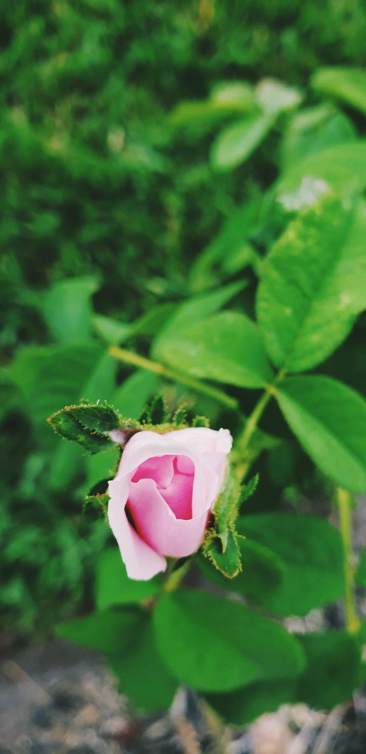 rose bud