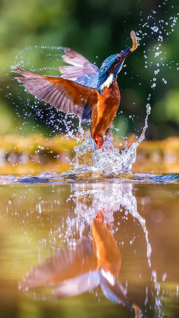 bird