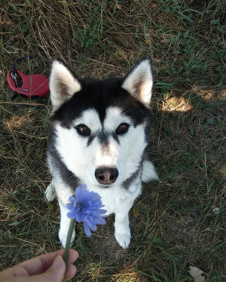 Husky Maiya