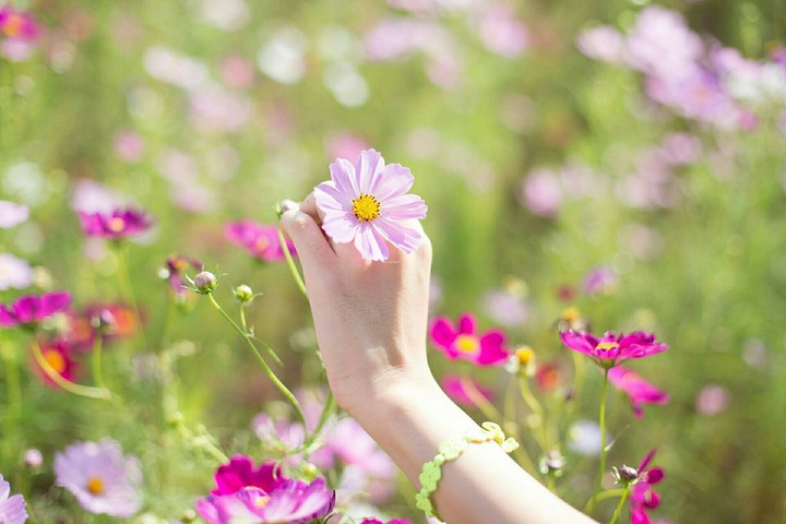 fiori