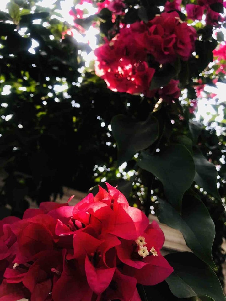 red flower