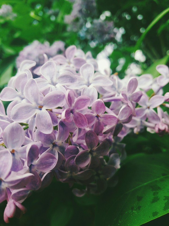 flowers