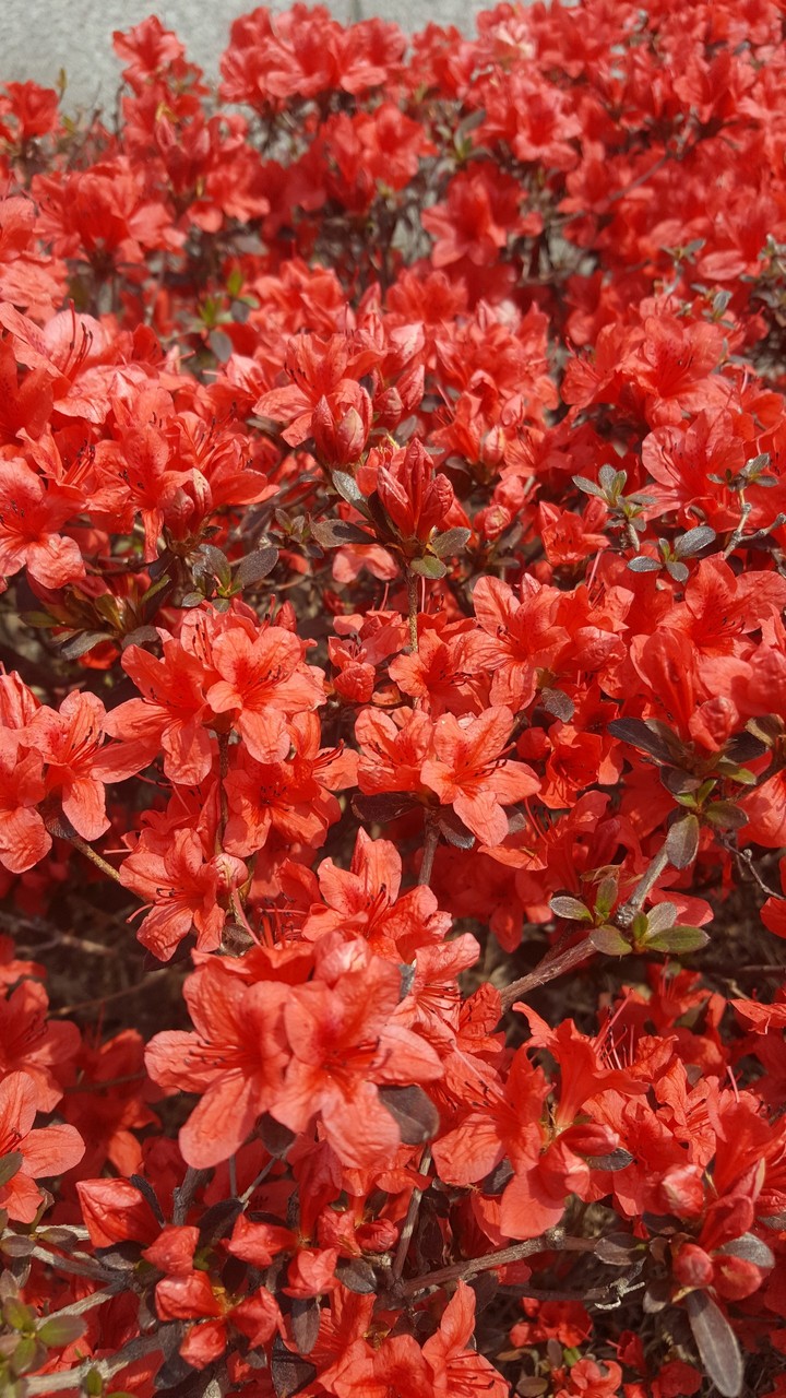spring flower