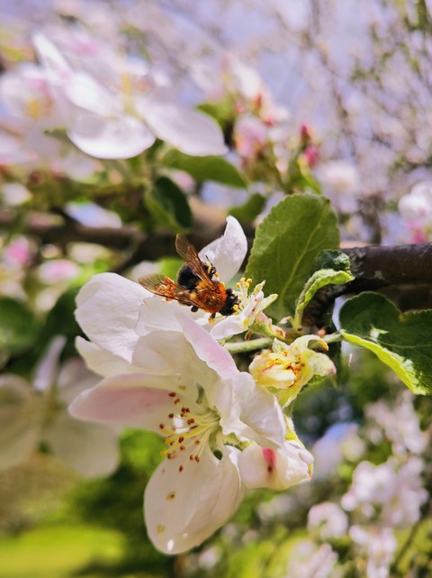 bee, pink桌布