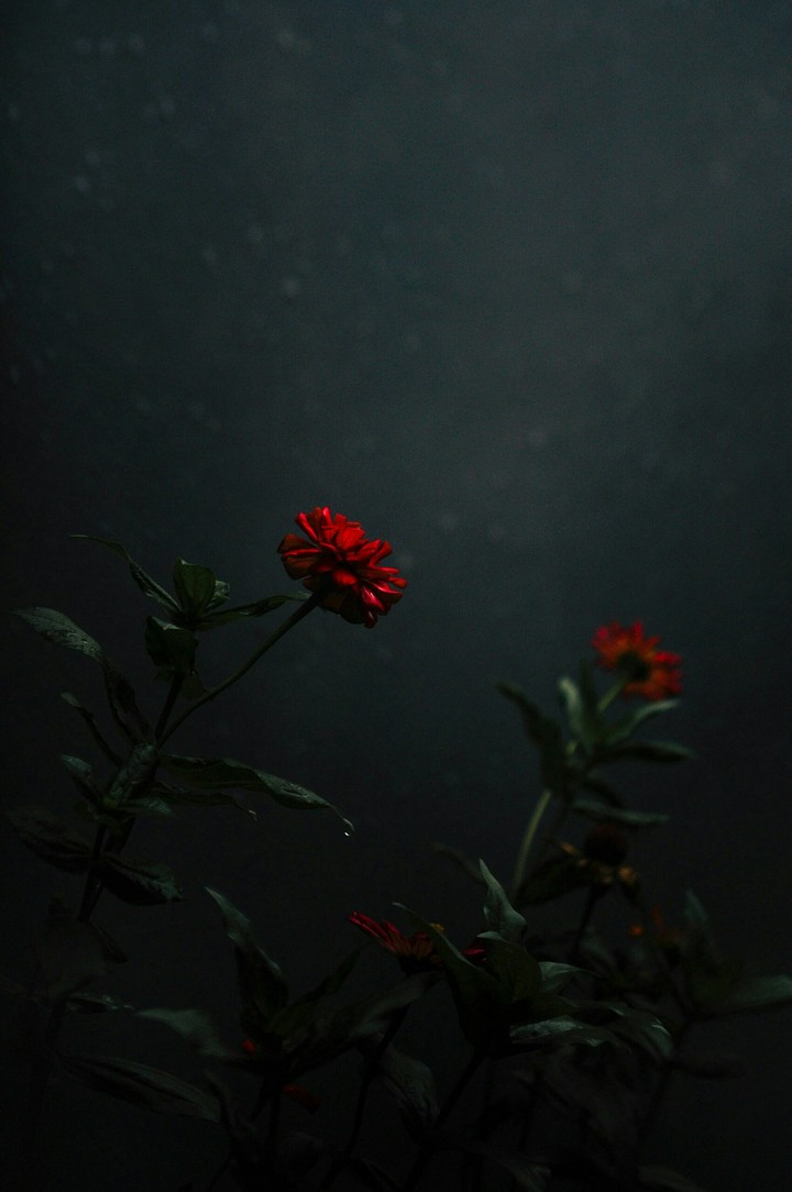 Blume in der Dunkelheit