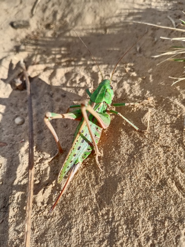 grig, macro foto, кузнечик
