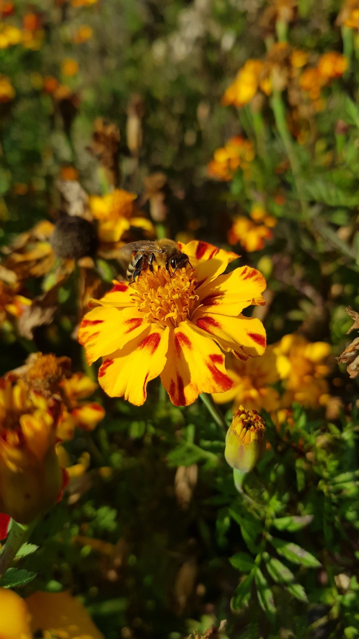 flower with bee