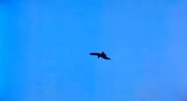 flying