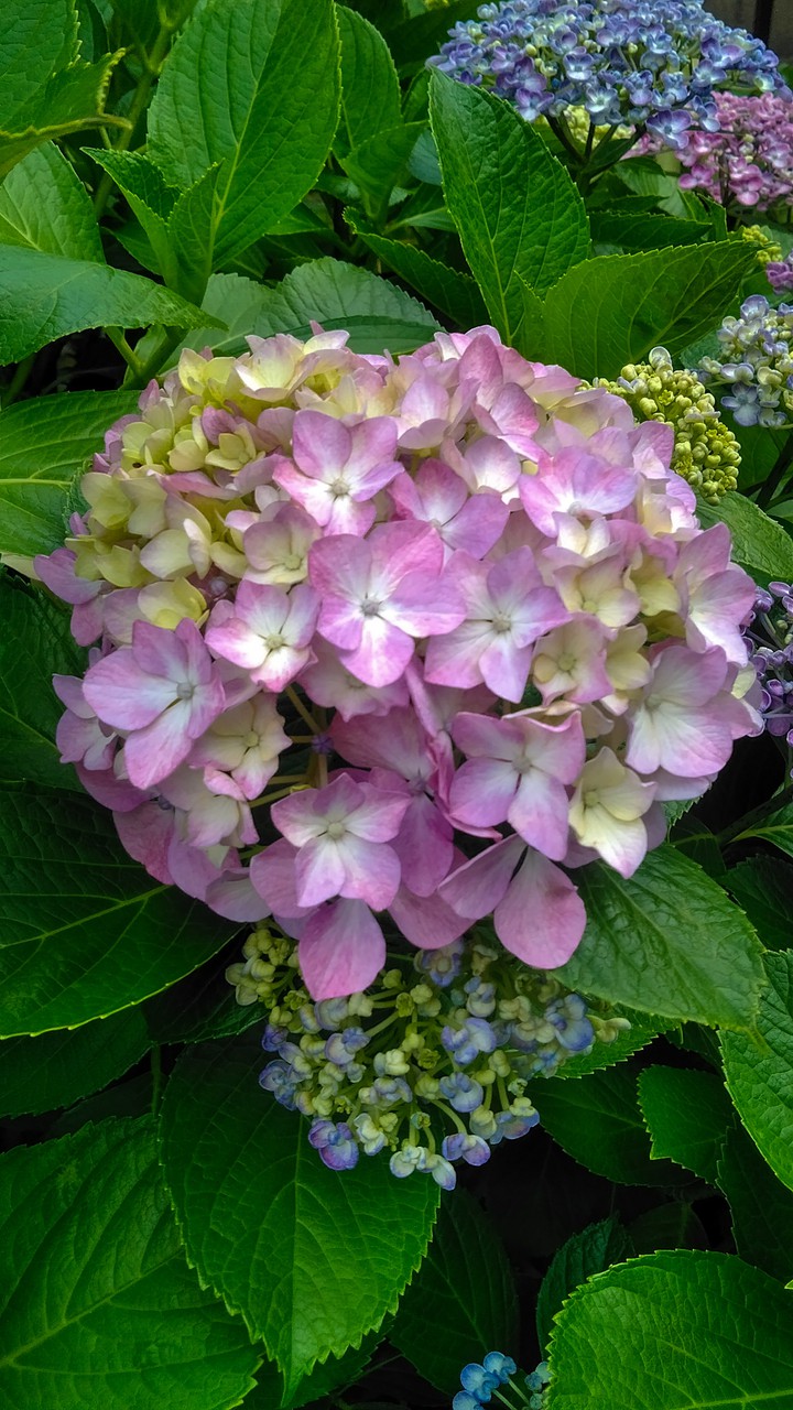hydrangea