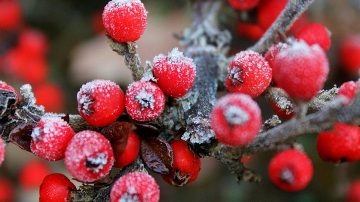 berries