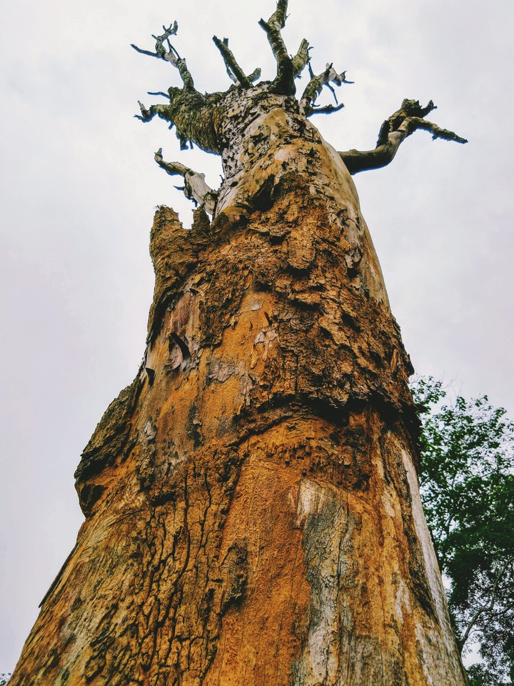 A Tree