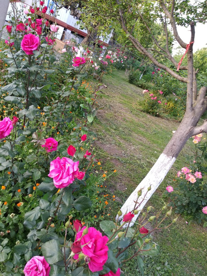 Nature, Təbiət