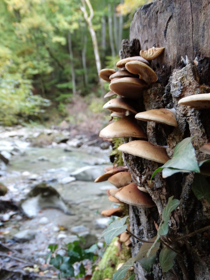 Mushrooms