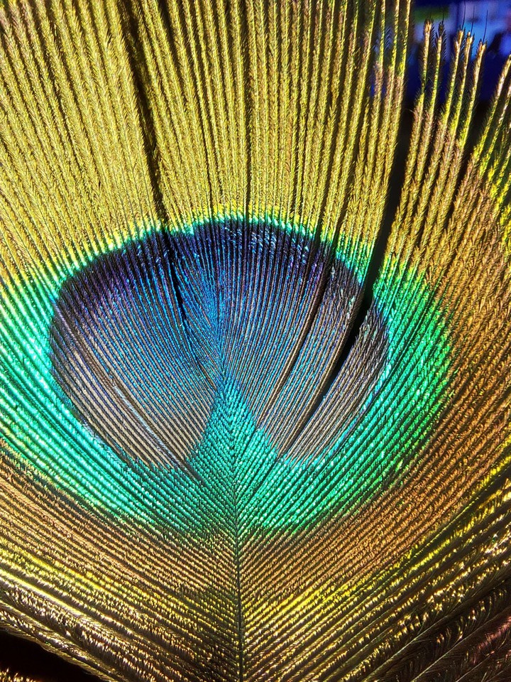 Feather