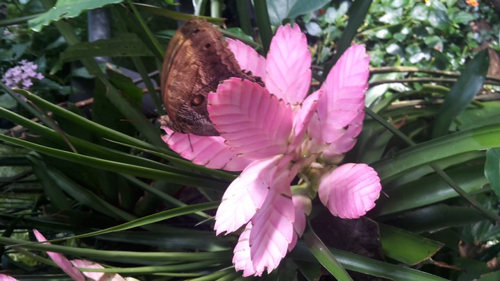 fleur