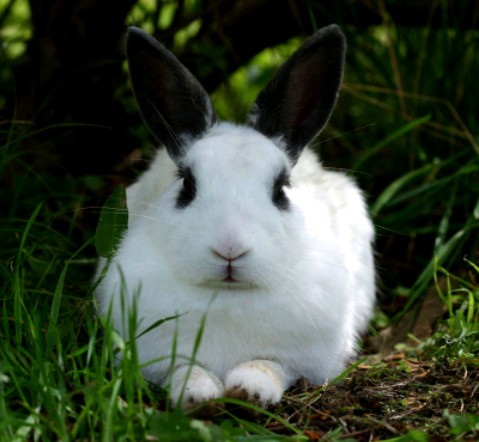 coelho