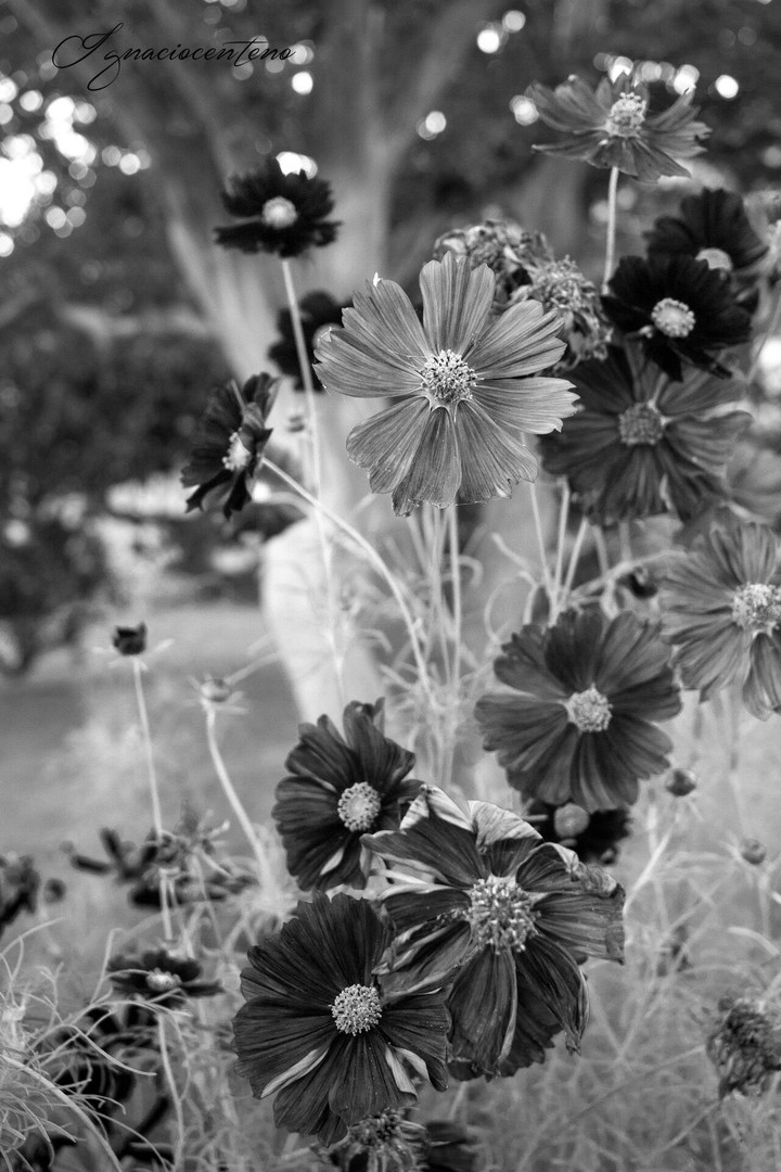 Cosmos