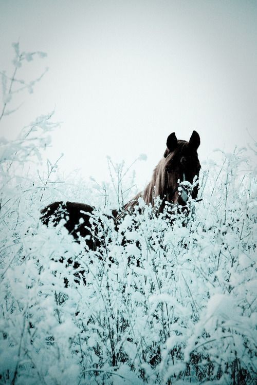 horse ?