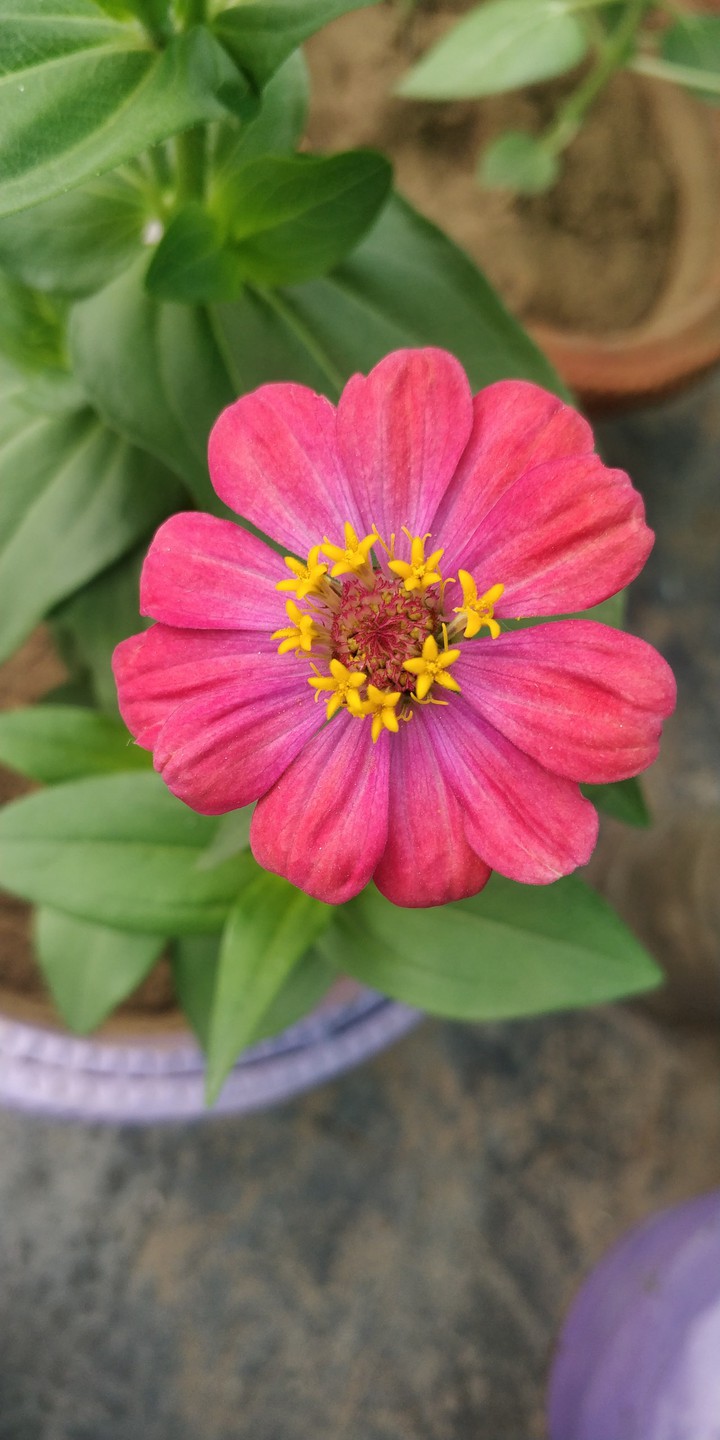zinnia flower