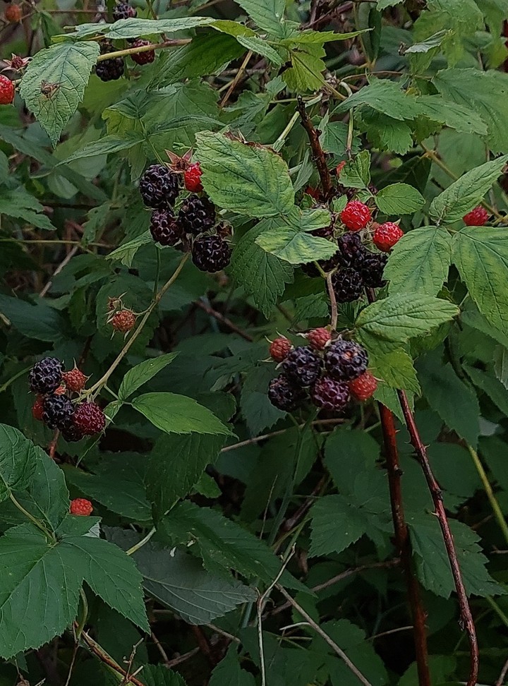 Wild Berries While Hiking Today