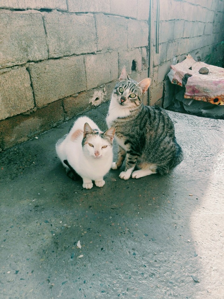 cat