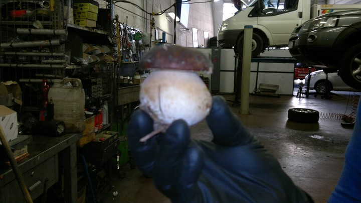 boletus