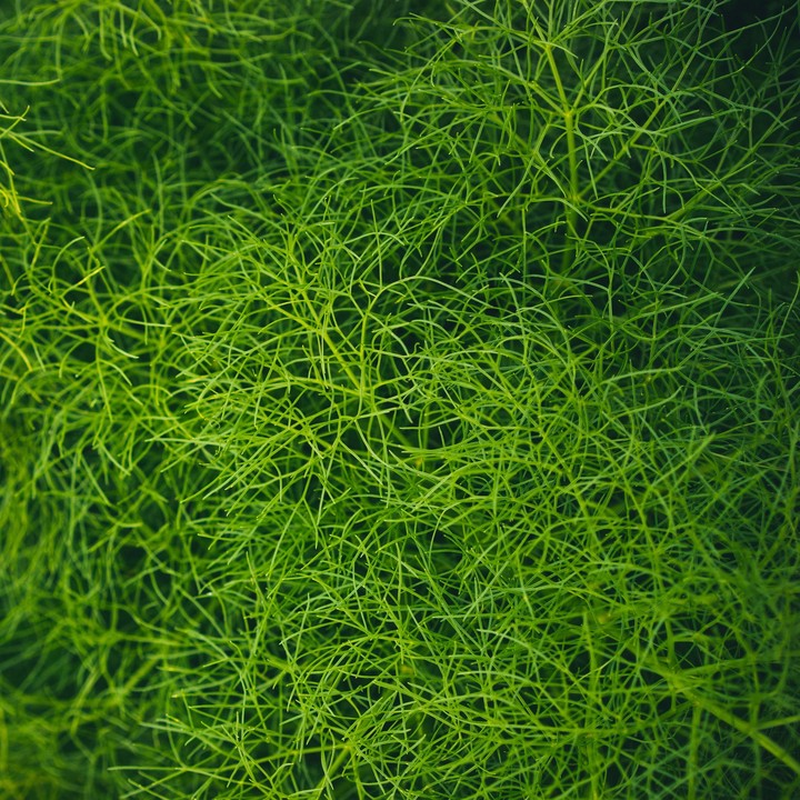 Grass