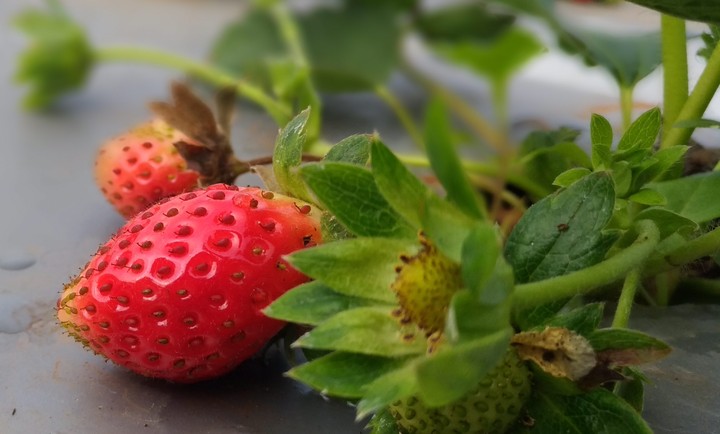 strawberry