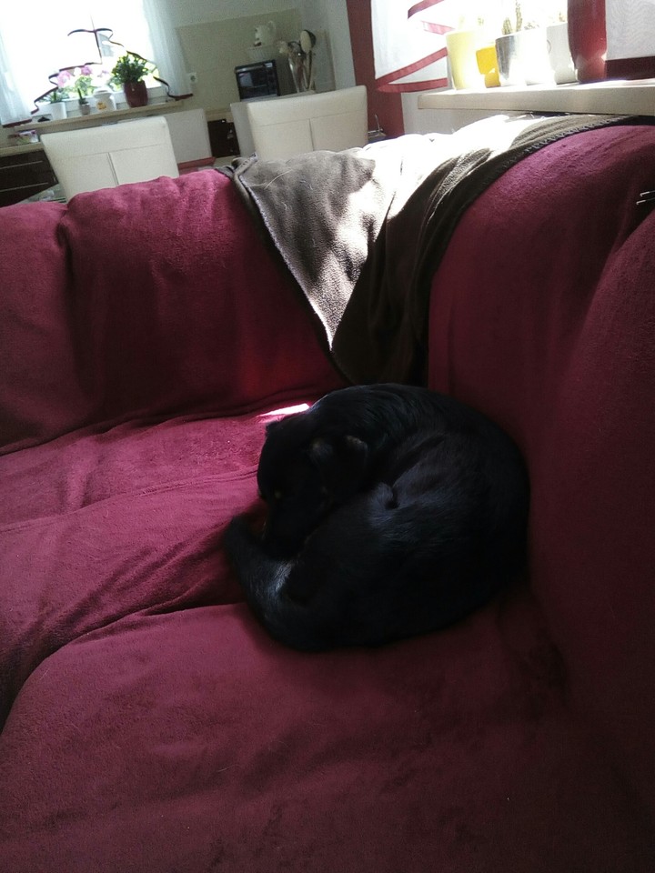 müder süßer Hund. gute träume mein süßer!!!