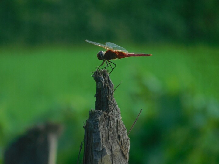 Dragonfly